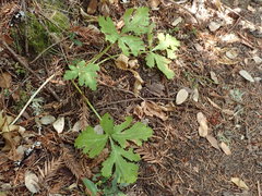 Sanicula hoffmannii