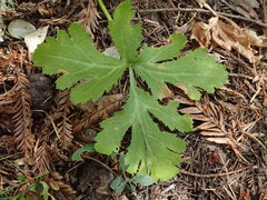 Sanicula hoffmannii