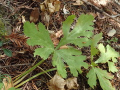 Sanicula hoffmannii