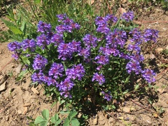 Penstemon procerus tolmiei