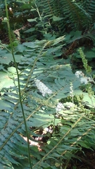Actaea elata elata