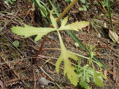 Sanicula hoffmannii