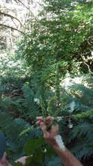 Actaea elata elata