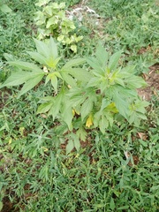 Ambrosia trifida