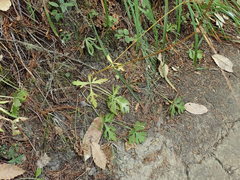 Sanicula hoffmannii