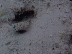 Amblyeleotris guttata