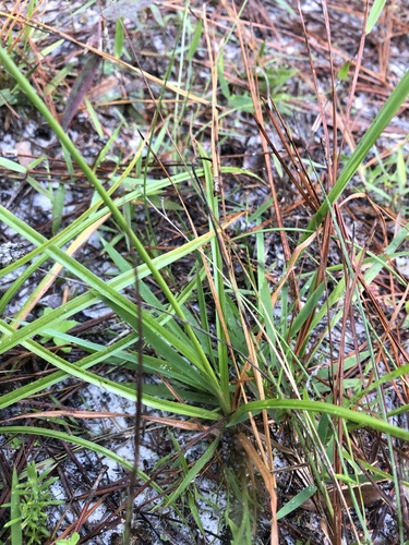 Cyperus retrorsus image