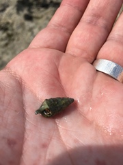 Clibanarius tricolor