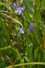 Polemonium occidentale occidentale