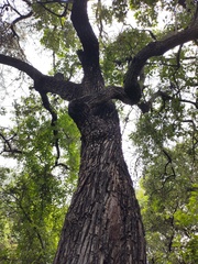 Ehretia latifolia