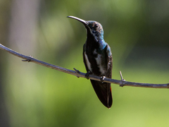 Anthracothorax nigricollis