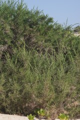 Passerina rigida