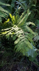 Matteuccia struthiopteris