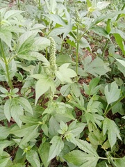 Ambrosia trifida