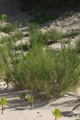 Passerina rigida