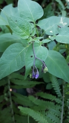 Solanum dulcamara