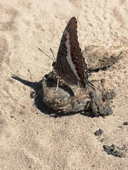 Charaxes saturnus saturnus