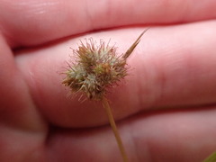 Sanicula hoffmannii