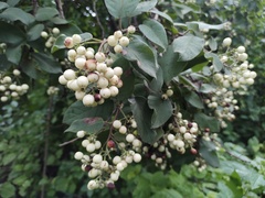 Ehretia latifolia