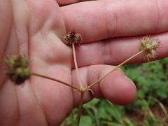 Sanicula hoffmannii