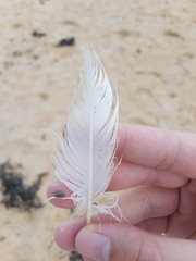 Chroicocephalus novaehollandiae