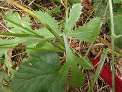 Sanicula hoffmannii