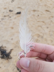 Chroicocephalus novaehollandiae