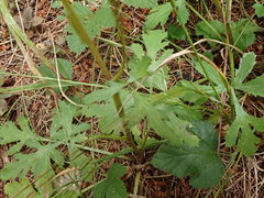 Sanicula hoffmannii