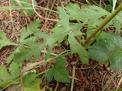 Sanicula hoffmannii