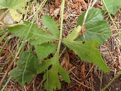 Sanicula hoffmannii