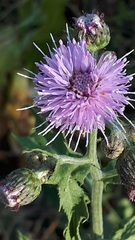 Cirsium arvense
