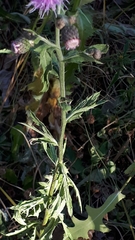 Cirsium arvense