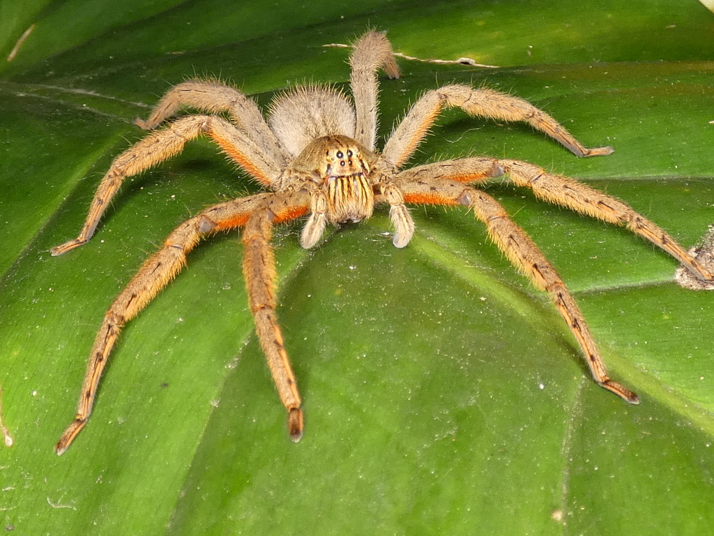 Red-legged Banana Spider