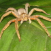Red-legged Banana Spider - Photo (c) Luis G Restrepo, some rights reserved (CC BY-NC), uploaded by Luis G Restrepo