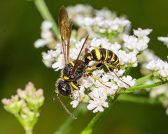Cerceris atramontensis
