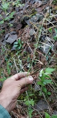 Boechera grahamii