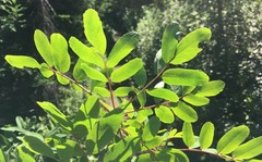Sorbus sitchensis grayi