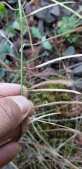 Boechera grahamii