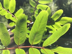 Sorbus sitchensis grayi