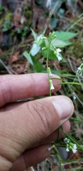 Boechera grahamii
