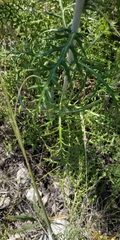 Echinops latifolius