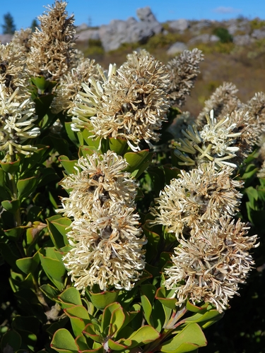 Paranomus sceptrum-gustavianus (Sparrm.) Hyl.