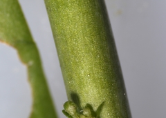 Boechera grahamii