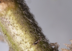 Boechera grahamii