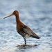 Godwits - Photo (c) Ã“lafur Larsen, some rights reserved (CC BY-SA)