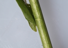 Boechera grahamii