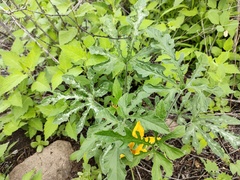 Cucurbita pedatifolia