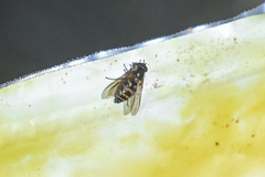 Parasyrphus genualis