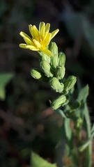 Lactuca serriola