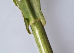 Boechera grahamii